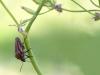 Punaise Graphosoma 